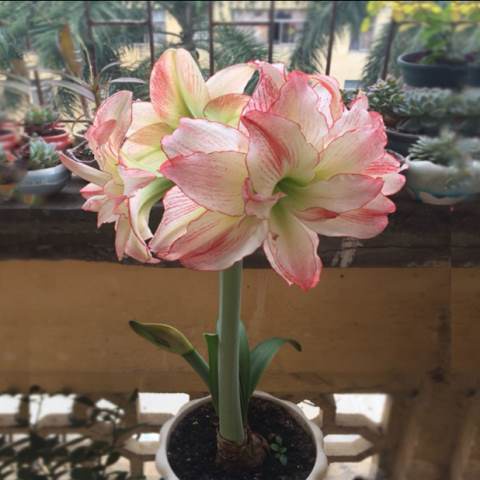 滇峰园艺荷兰进口朱顶红种球