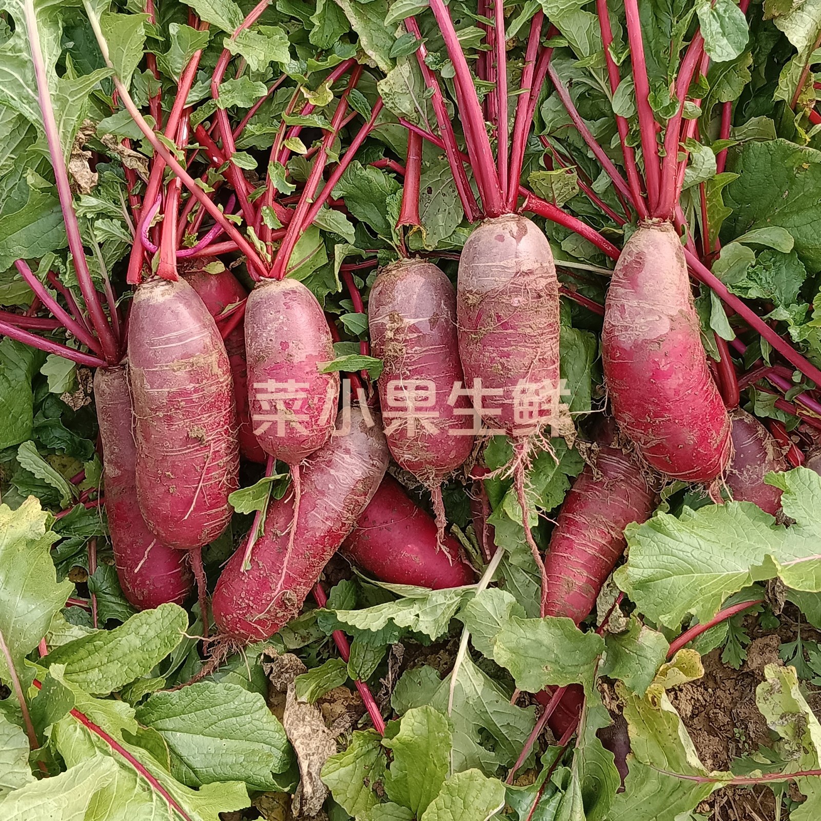 现挖邳州本地穿心红萝卜新鲜紫皮红萝卜农家辣萝卜甜脆微辣徐州