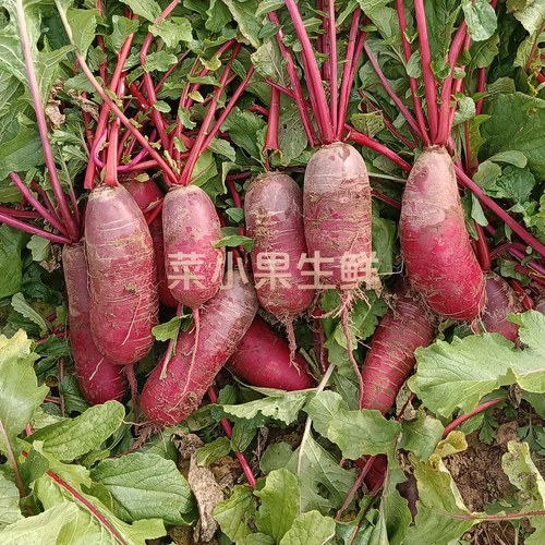 现挖邳州本地穿心红萝卜新鲜紫皮红萝卜农家辣萝卜甜脆微辣徐州