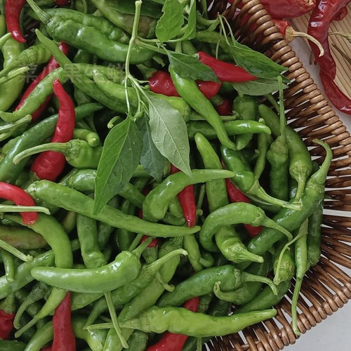 新鲜辣椒螺丝椒农家土辣椒本地薄皮椒特辣皱皮尖椒现摘青尖椒蔬菜
