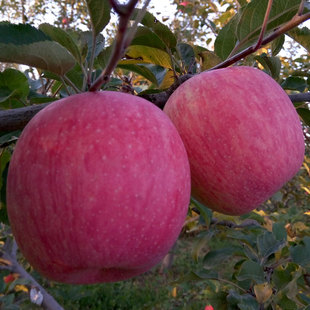 脆甜爽口甘肃庆阳高原红富士苹果礼品水果大苹果非静宁洛川苹果