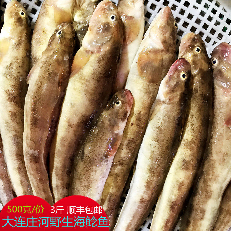 大连庄河海鲜特产海货 野生新鲜海捕/海鲶鱼海鲇鱼 海鱼
