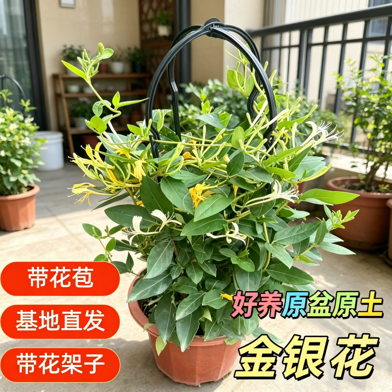 爬藤金银花盆栽可食用常开花不断攀岩攀援植物庭院爬藤花卉绿植物