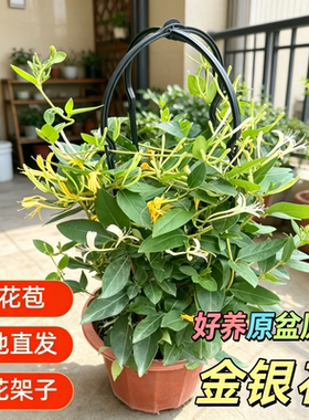 金银花盆栽爬藤植物可食用金银花
