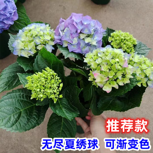 绣球盆栽带花苞无尽夏绣球花苗庭院花园花卉阳台不断花卉大花绣球