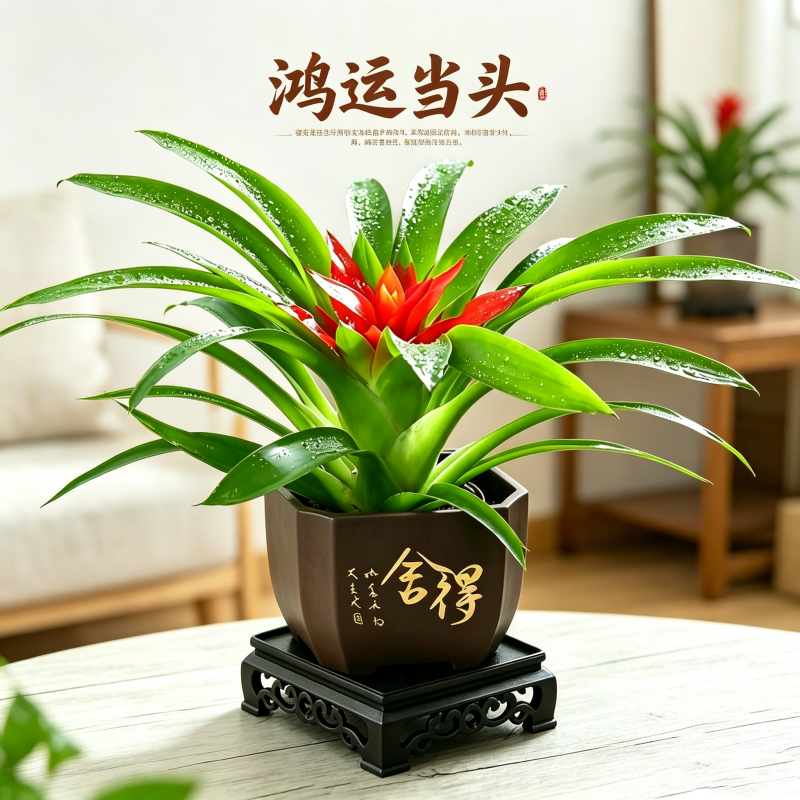 鸿运当头盆栽小红星室内花卉带花苞办公室桌面小绿植开业喜庆植物