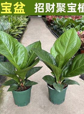 聚宝盆绿植盆栽室内花卉客厅植物