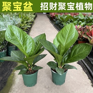 聚宝盆绿植盆栽室内花卉办公室桌面开业客厅植物净化空气四季常青