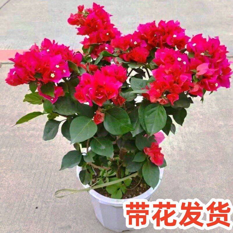 三角梅盆栽带花苞绿樱中国红云南紫庭院植物花卉常开花易养绿植物,鲜花速递/花卉仿真/绿植园艺,绣球/木绣球/木本植物,淘宝优惠券,粉丝福利购,淘宝优惠卷