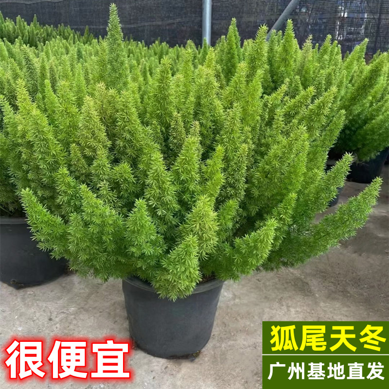 狐尾天门冬盆栽植物庭院花园阳台绿植四季常青高档花卉九尾狐易养-封面