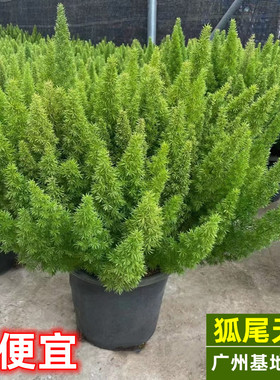 狐尾天门冬盆栽植物庭院花园阳台绿植四季常青高档花卉九尾狐易养