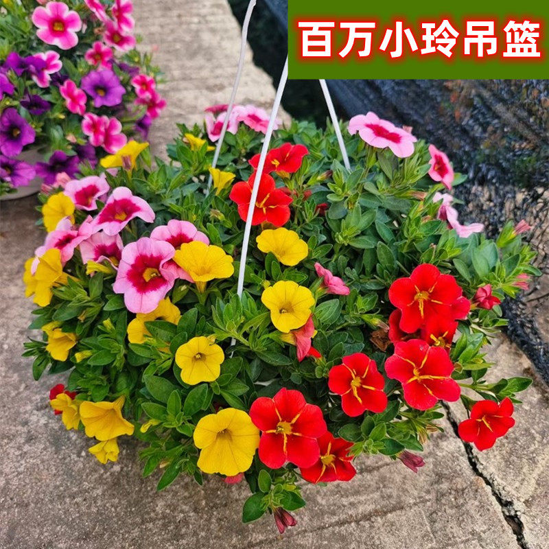 百万小玲盆栽吊篮舞春花矮牵牛花带花苞花卉庭院花园植物四季开花
