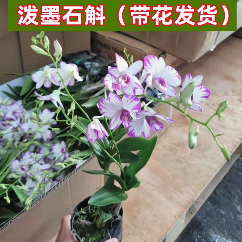 泼墨石斛兰盆栽兰花苗秋石斛带花苞带花剑四季开花带香味观花植物 鲜花速递/花卉仿真/绿植园艺 时令草本花卉 原图主图