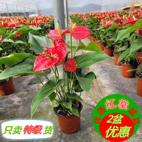 桌面不断观花植物红掌盆栽