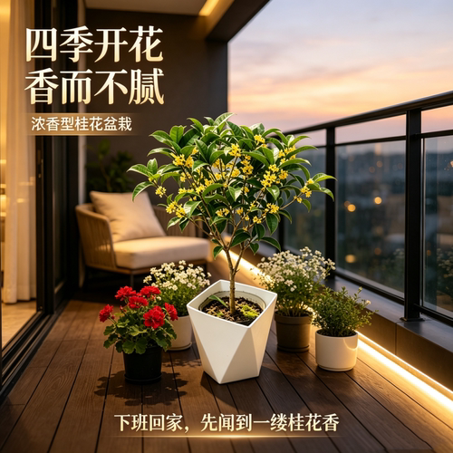 四季桂花盆栽浓香型庭院花卉