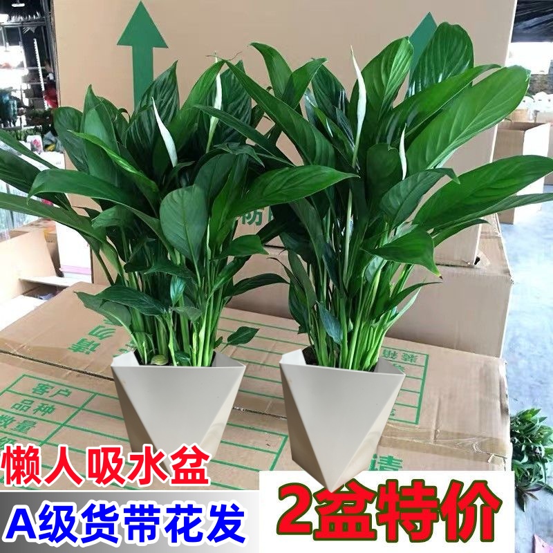 白掌一帆风顺鸿运当头白掌花卉