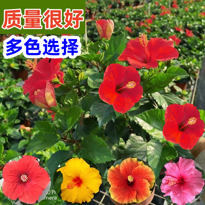 大红花盆栽带花苞四季开花植物