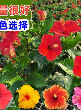 大红花盆栽带花苞常开花植物木槿