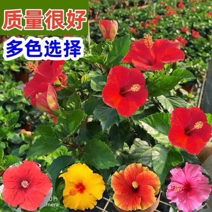 大红花盆栽带花苞进口木槿单瓣木本植物常开花阳台庭院盆景花圃