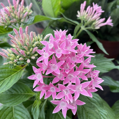 五星花盆栽繁星花带花苞耐热植物