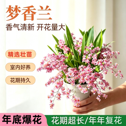 梦香兰盆栽带花苞文心兰花卉