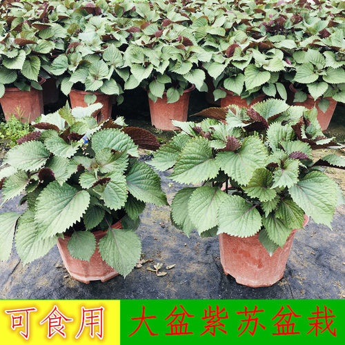 紫苏盆栽阳台净化空气驱蚊可食用