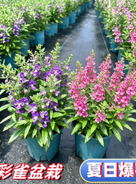 香彩雀盆栽带花苞阳台花卉绿植物