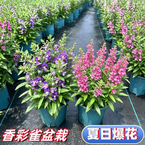 香彩雀盆栽带花苞阳台花卉绿植物
