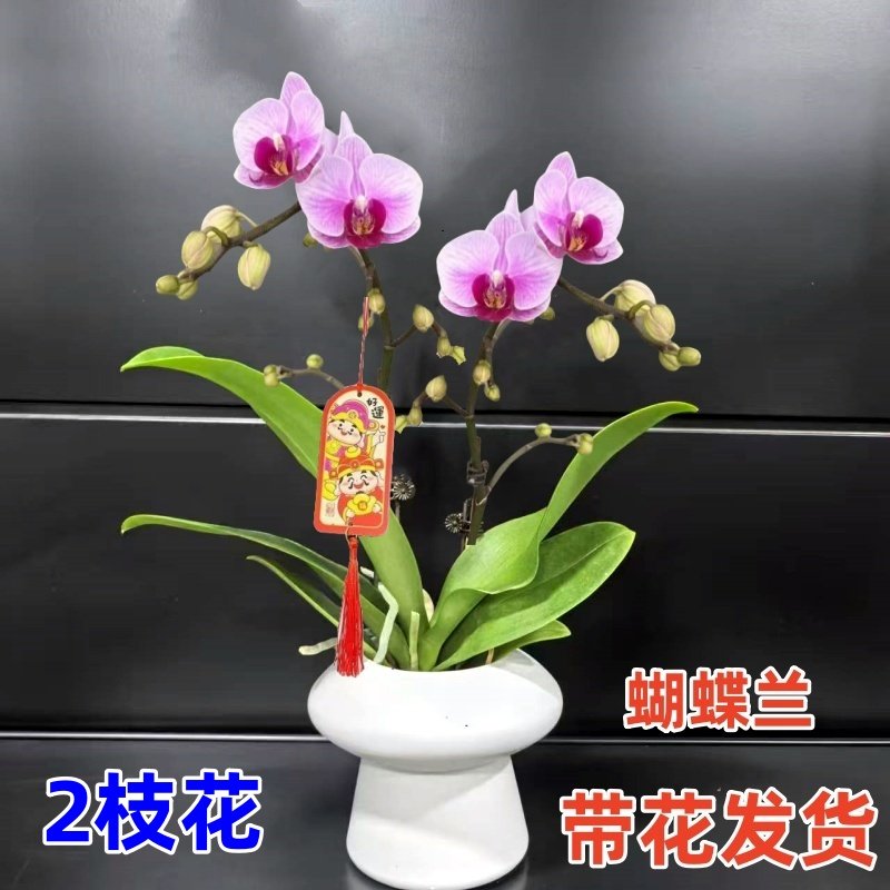 双梗粉色蝴蝶兰盆栽带花苞年宵花卉客厅喜庆蝴蝶兰办公室桌面植物,鲜花速递/花卉仿真/绿植园艺,国兰/杂交兰/洋兰类,淘宝优惠券,粉丝福利购,淘宝优惠卷