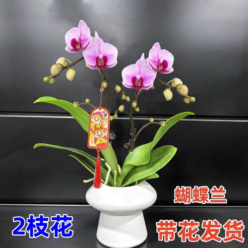 大盆蝴蝶兰盆栽带花苞年宵花卉