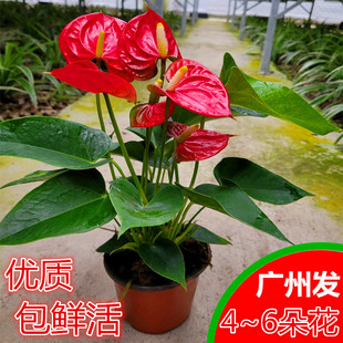 红掌盆栽粉掌防辐射办公室客厅观花绿植物室内花卉开业喜庆带花苞