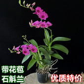石斛兰盆栽带花泼墨粉黛带花苞常开花办公室内桌面花卉易养兰花