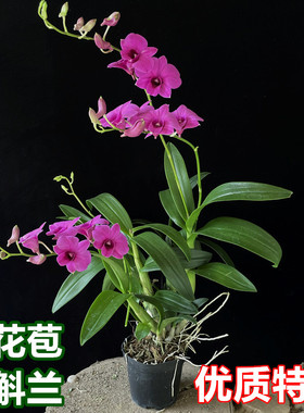 石斛兰盆栽带花泼墨粉黛带花苞常开花办公室内桌面花卉易养兰花