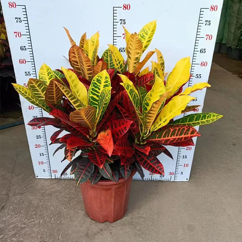 变叶木盆栽室内绿植吸甲醛绿植物