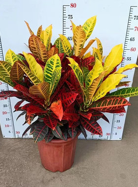 变叶木盆栽室内绿植吸甲醛绿植物