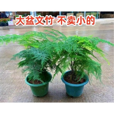 大盆文竹盆栽室内植物办公室桌面