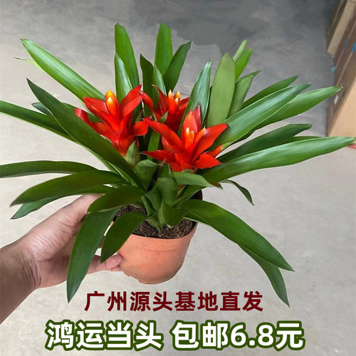 鸿运当头盆栽小红星室内花卉植物