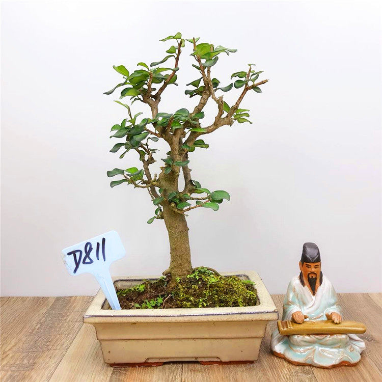 博兰盆景 海南留萼木岭南稀少微型小盆景微型景观庭院阳台摆设在类目 鲜花速递/花卉仿真/绿植园艺, 花卉/绿植盆栽（新）, 绿植中 - 来自Buy2taobao.com提供专业的淘宝代购服务