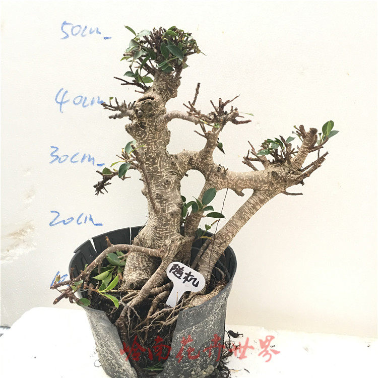 榕树头台湾虎皮斑点榕盆景盆栽植物造型室内绿植花卉 办公室植物在类目 鲜花速递/花卉仿真/绿植园艺, 花卉/绿植盆栽（新）, 绿植中 - 来自Buy2taobao.com提供专业的淘宝代购服务