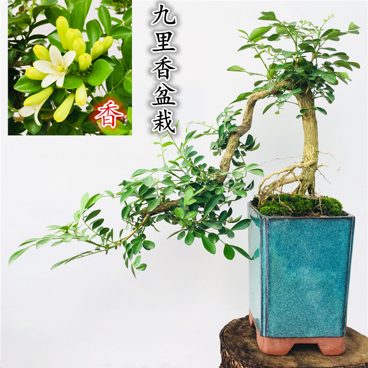 开花结果悬崖式紫檀雀梅九里香