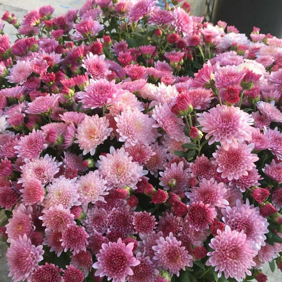 小耳朵园艺 北京夏菊小苗斜阳胭脂红盆栽红珍珠 耐热耐寒菊花