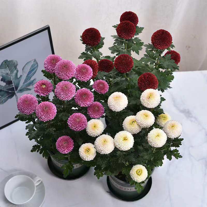 小耳朵园艺乒乓球菊纽扣菊进口切花型 花期长 耐寒重瓣圆球形菊花
