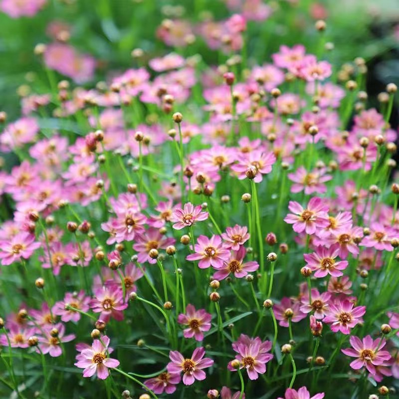 金鸡菊草花阳台庭院春夏秋