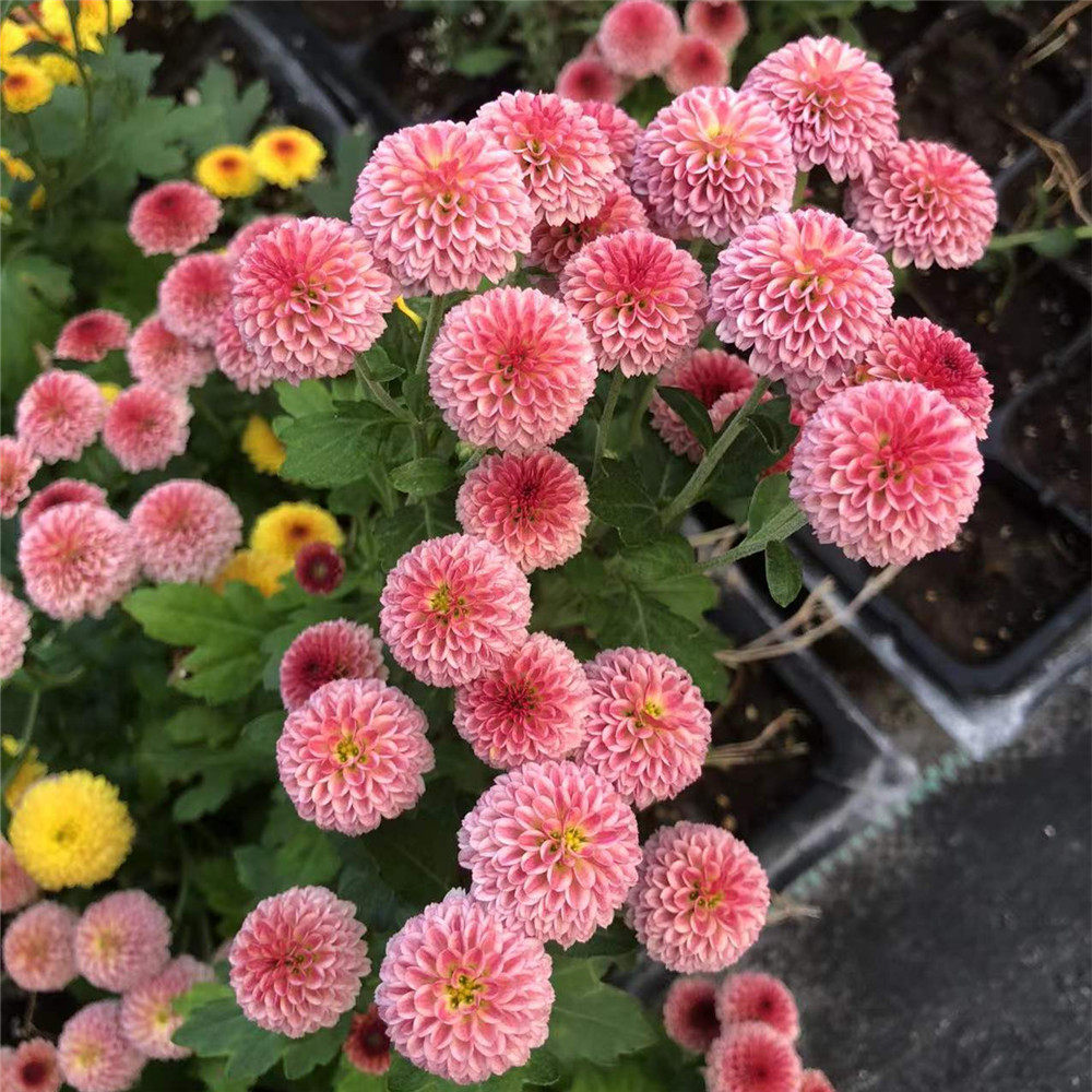 小耳朵园艺纽扣菊小米菊多头切花小菊萌萌哒很可爱的亮晶晶粉豆豆