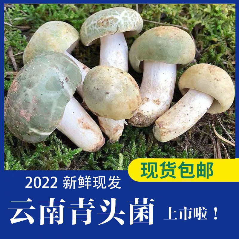 云南特产青头菌精品小骨朵新鲜野生菌食用菌菇蘑菇鲜菌菇绿豆菌