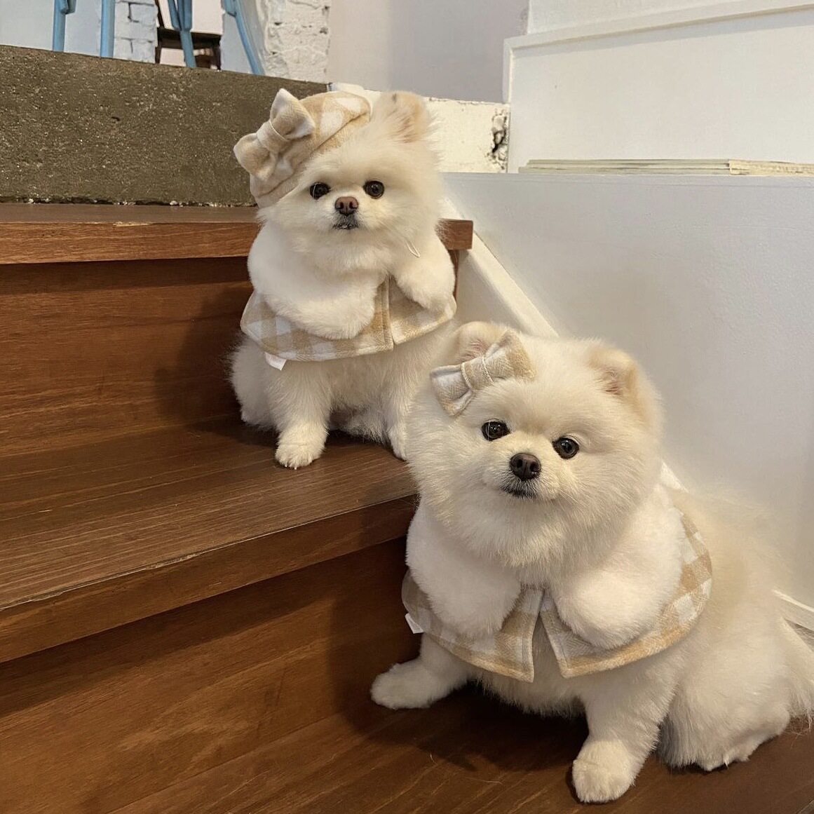 ins韩国宠物围脖格子斗篷小型犬比熊博美贝雷猫猫配饰pet狗狗帽子