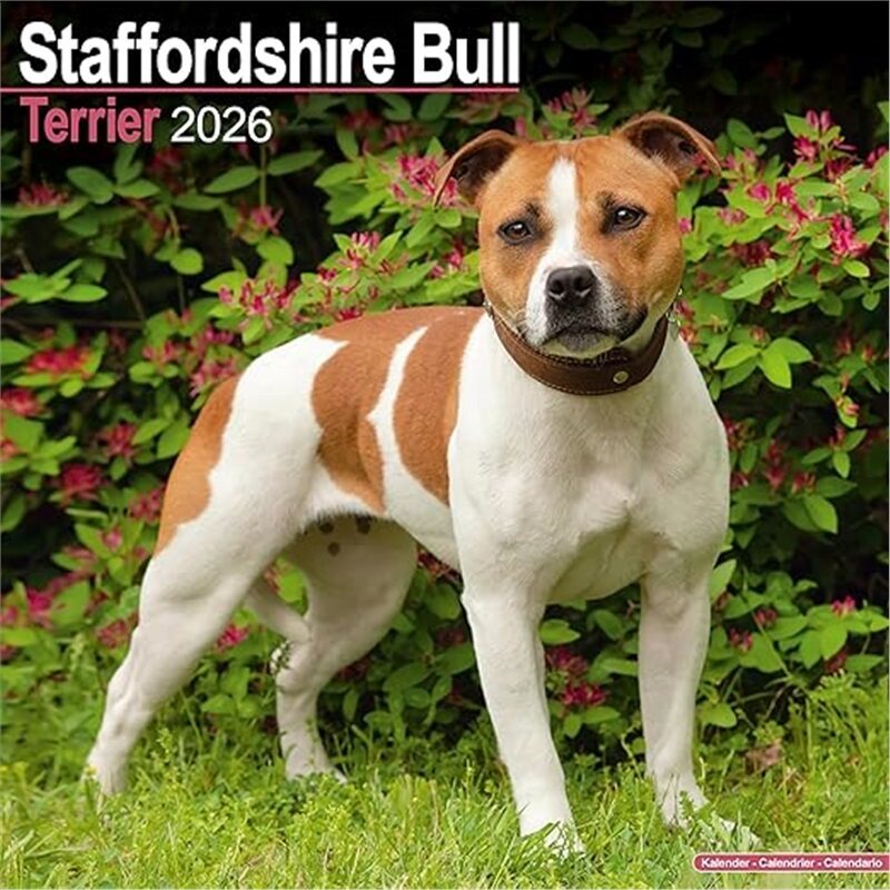 预订不退不换Staffordshire Bull Terrier Calendar 2026  Square Dog Breed Wall Calendar - 16 Mo[9781804606926]