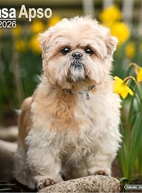 预订Lhasa Apso Calendar 2026  Square Dog Breed Wall Calendar - 16 Month[9781804606643]