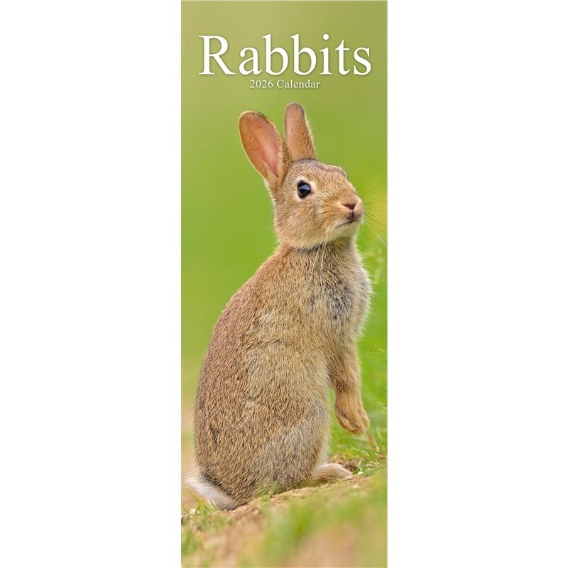 预订，预计下单后4-6周左右发货