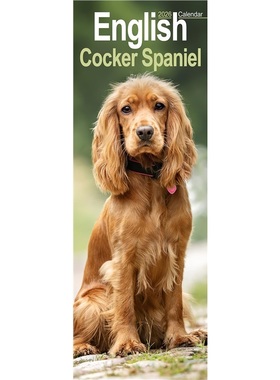 预订English Cocker Spaniel  Slim Calendar 2026  Dog Breed Slimline Calendar - 12 Mon[9781804608012]